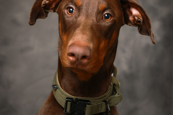 Animal medical - pets