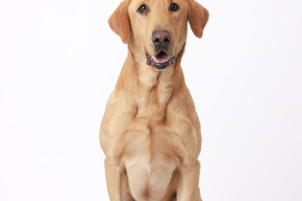 Animal medical - group/families
