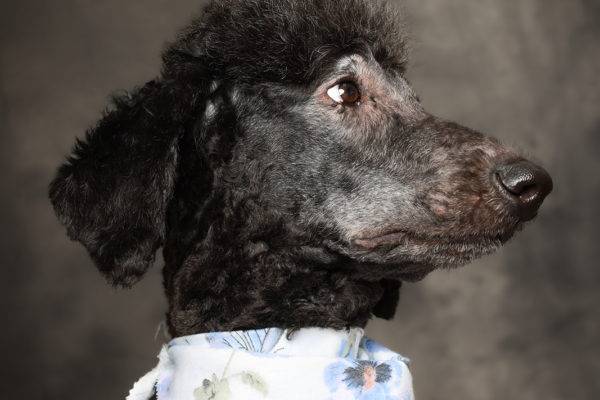 Animal medical - pets