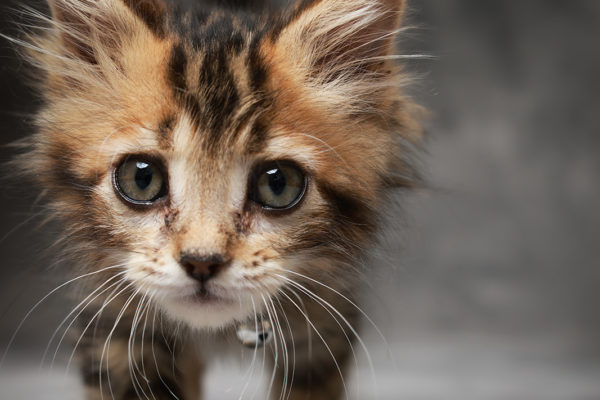 Animal medical - pets