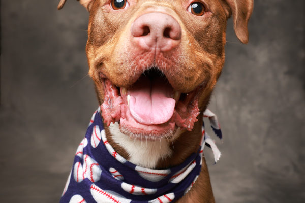 Animal medical - pets
