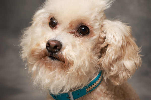 Animal medical - pets