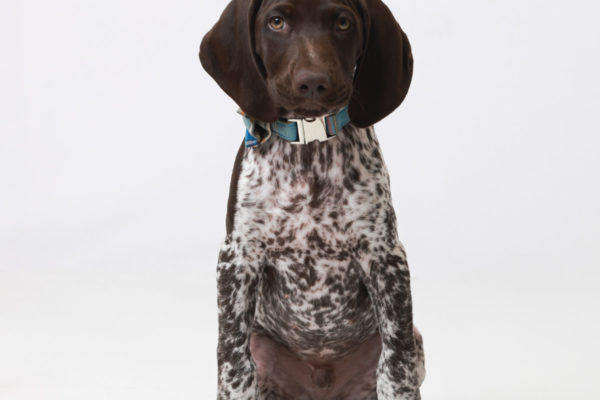 Animal medical - group/families