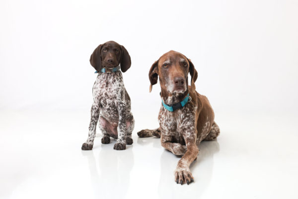 Animal medical - group/families