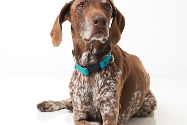 Animal medical - group/families