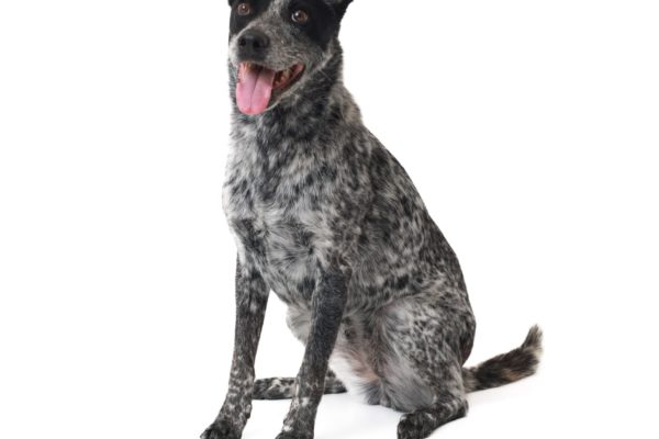 Animal medical - group/families