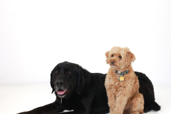 Animal medical - group/families