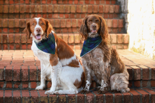 Animal medical - group/families